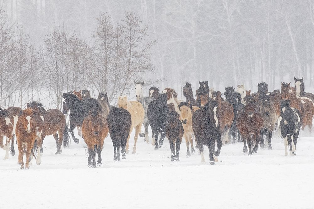 Horses during winter roundup-Kalispell-Montana art print by Adam Jones for $57.95 CAD